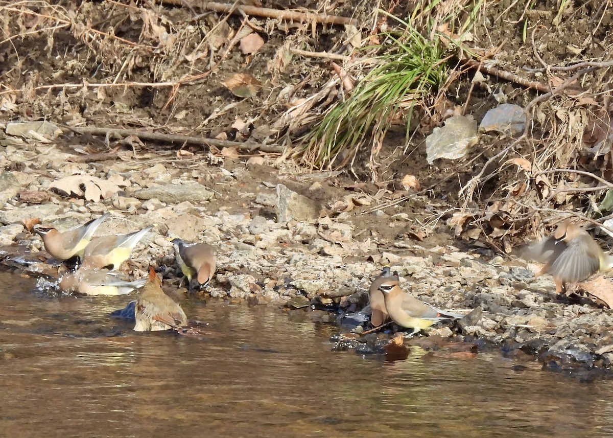 Cedar Waxwing - ML647861535