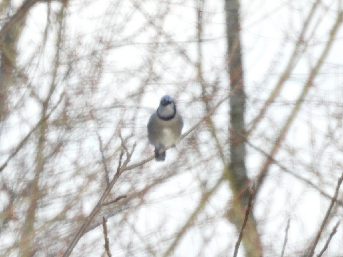 Blue Jay - ML647861553