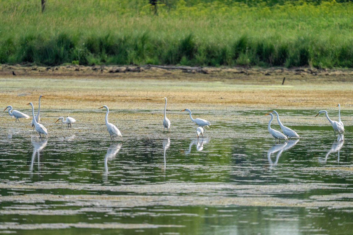 Grande Aigrette - ML647861554