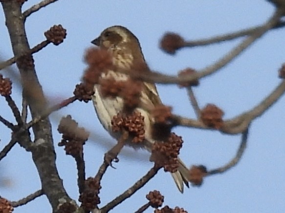 purpurfink - ML647861565