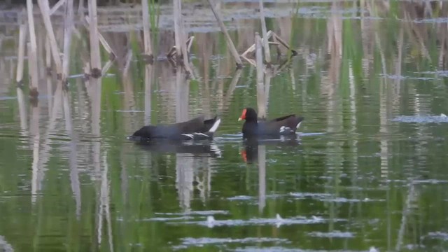 Курочка латиноамериканська - ML647861581