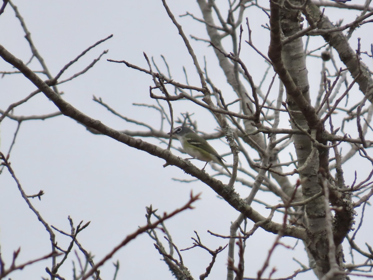 eremittvireo - ML647861617