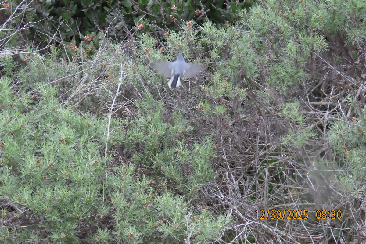 ブユムシクイ - ML647861652