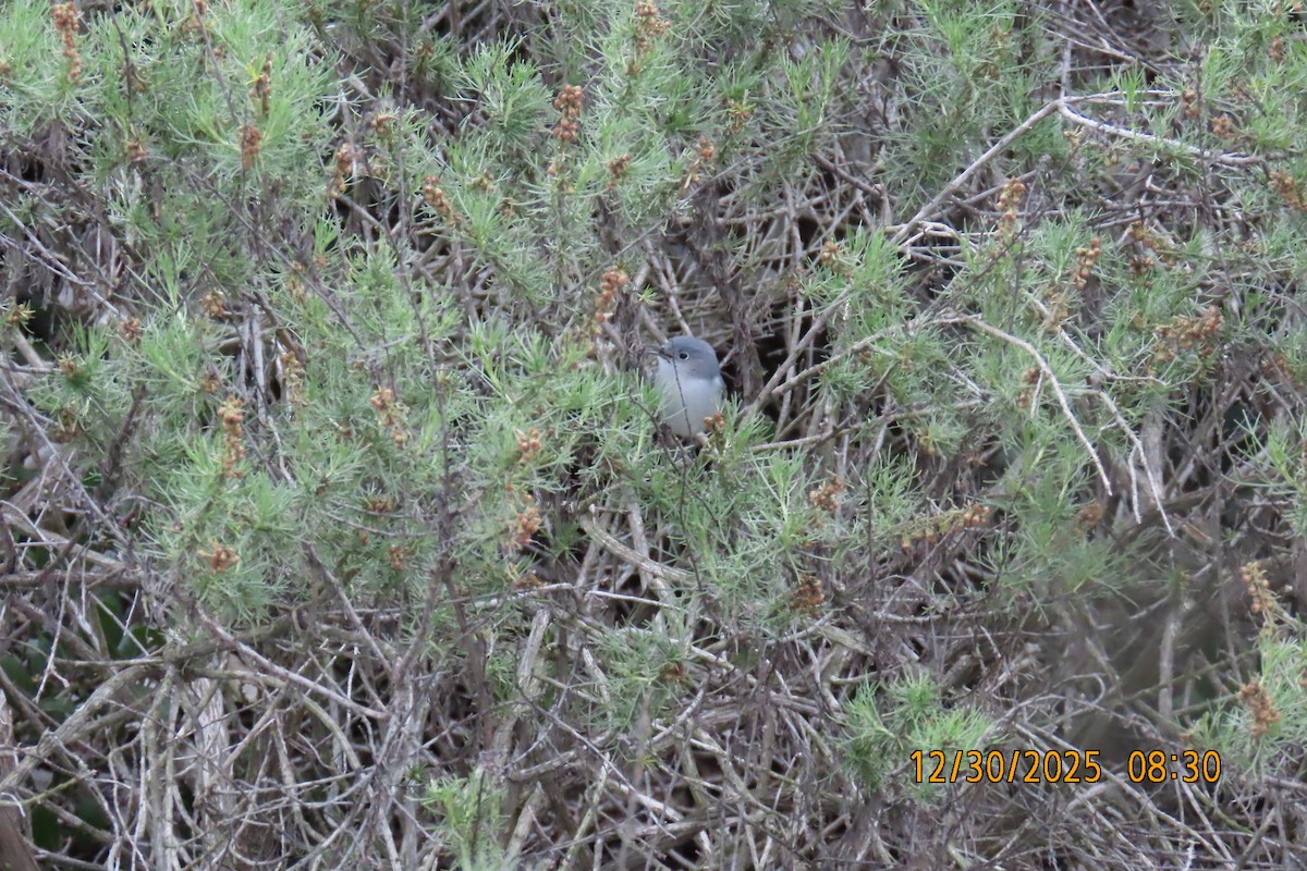 ブユムシクイ - ML647861653