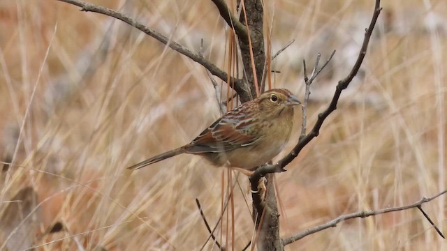 Чінголо сосновий - ML647861654