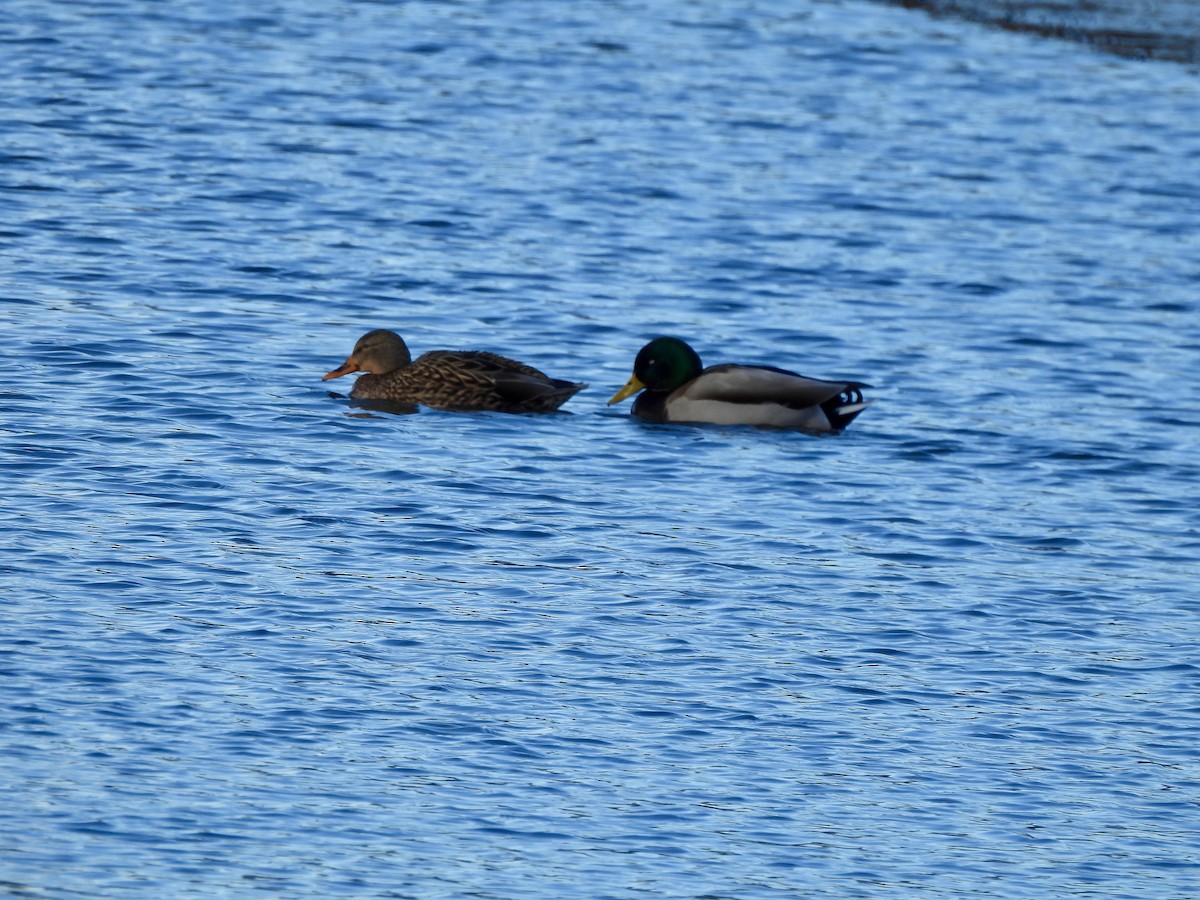 綠頭鴨 - ML647861683