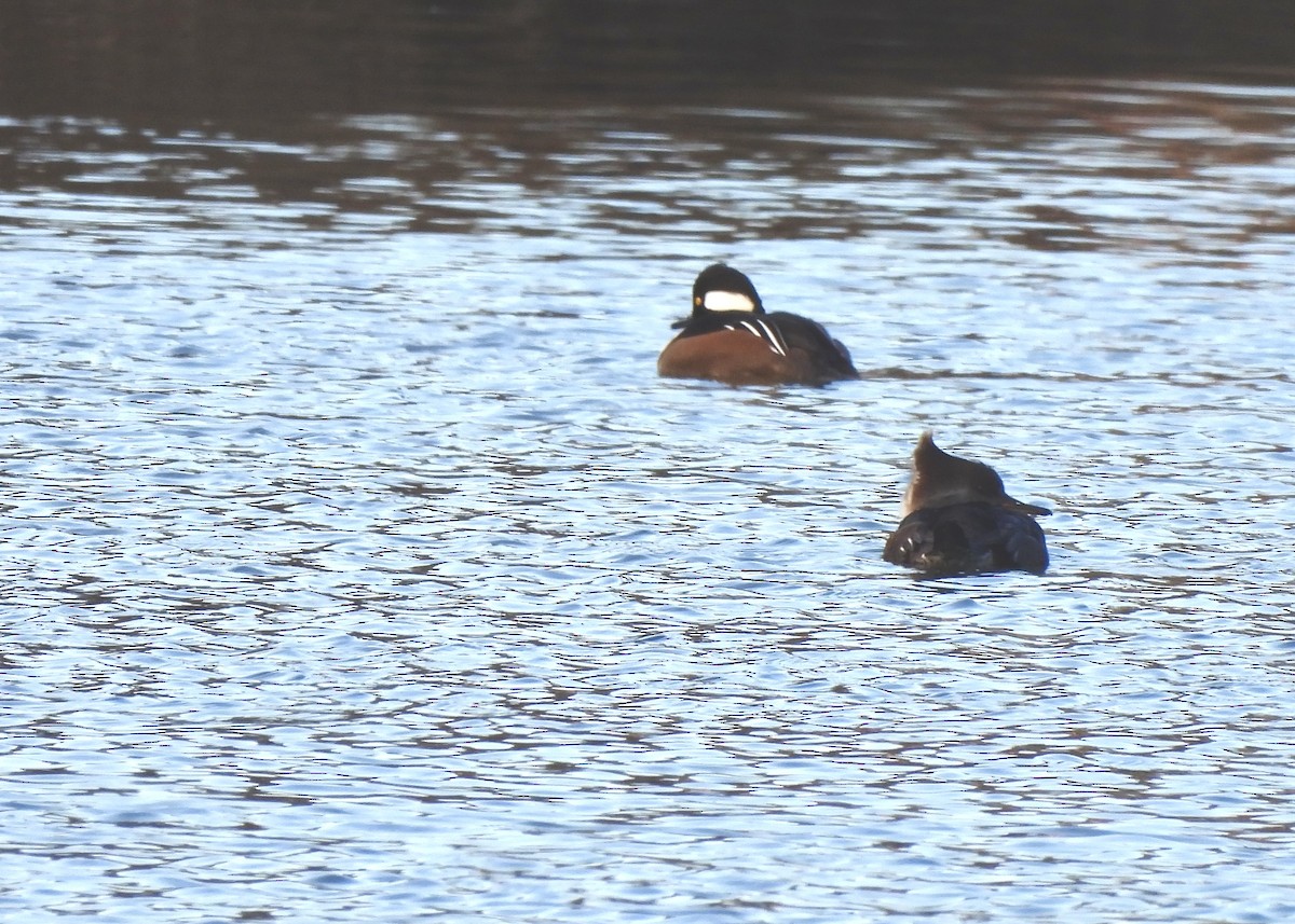 Hooded Merganser - ML647861690
