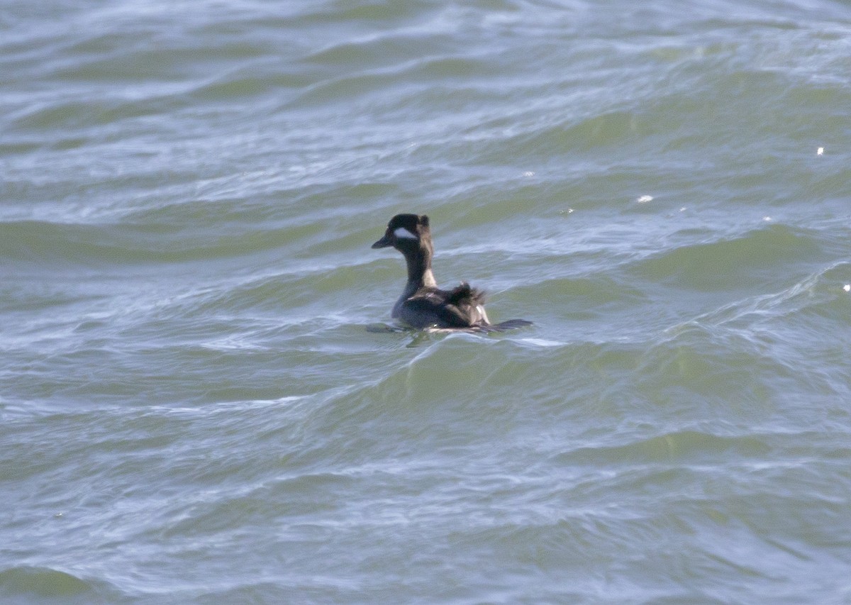 Bufflehead - ML647861703