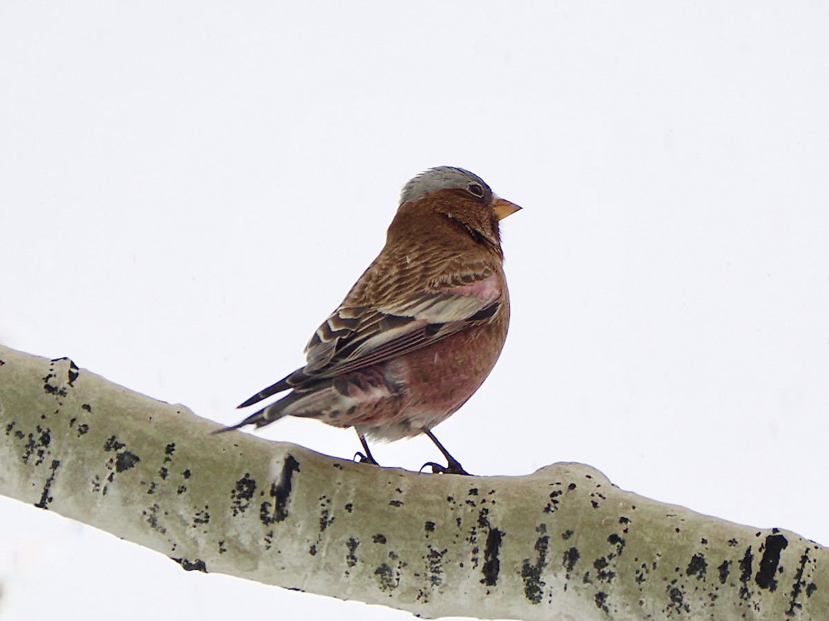 Gray-crowned Rosy-Finch - ML647861707