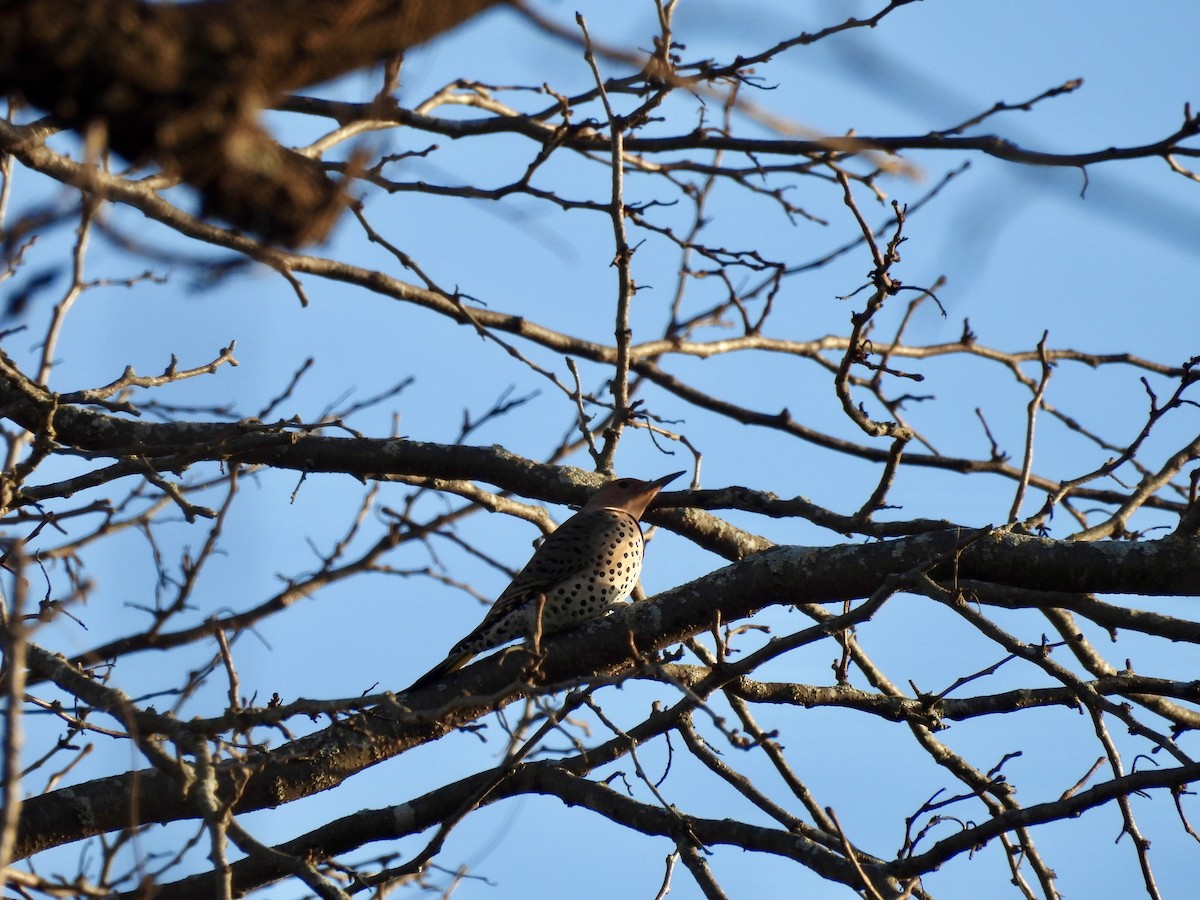 Northern Flicker (Yellow-shafted) - ML647861708