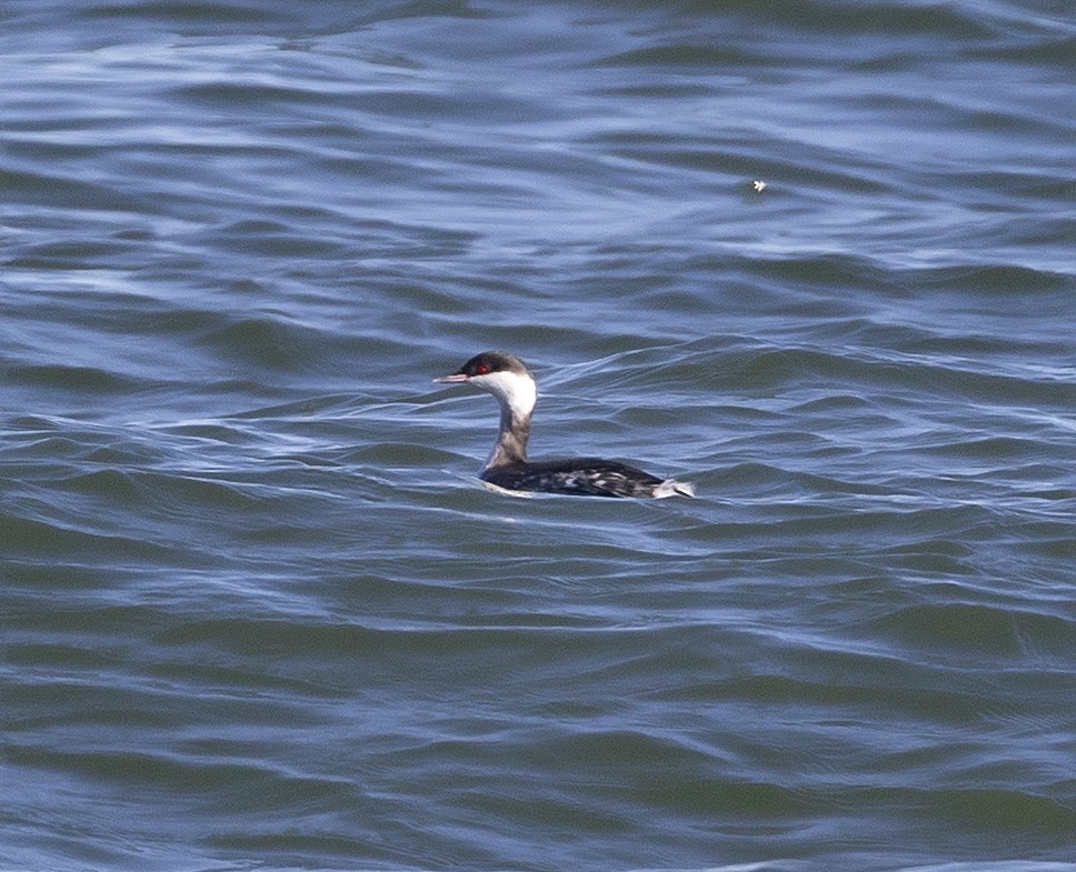 ミミカイツブリ - ML647861712