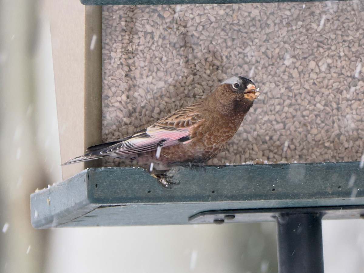 Gray-crowned Rosy-Finch - ML647861713