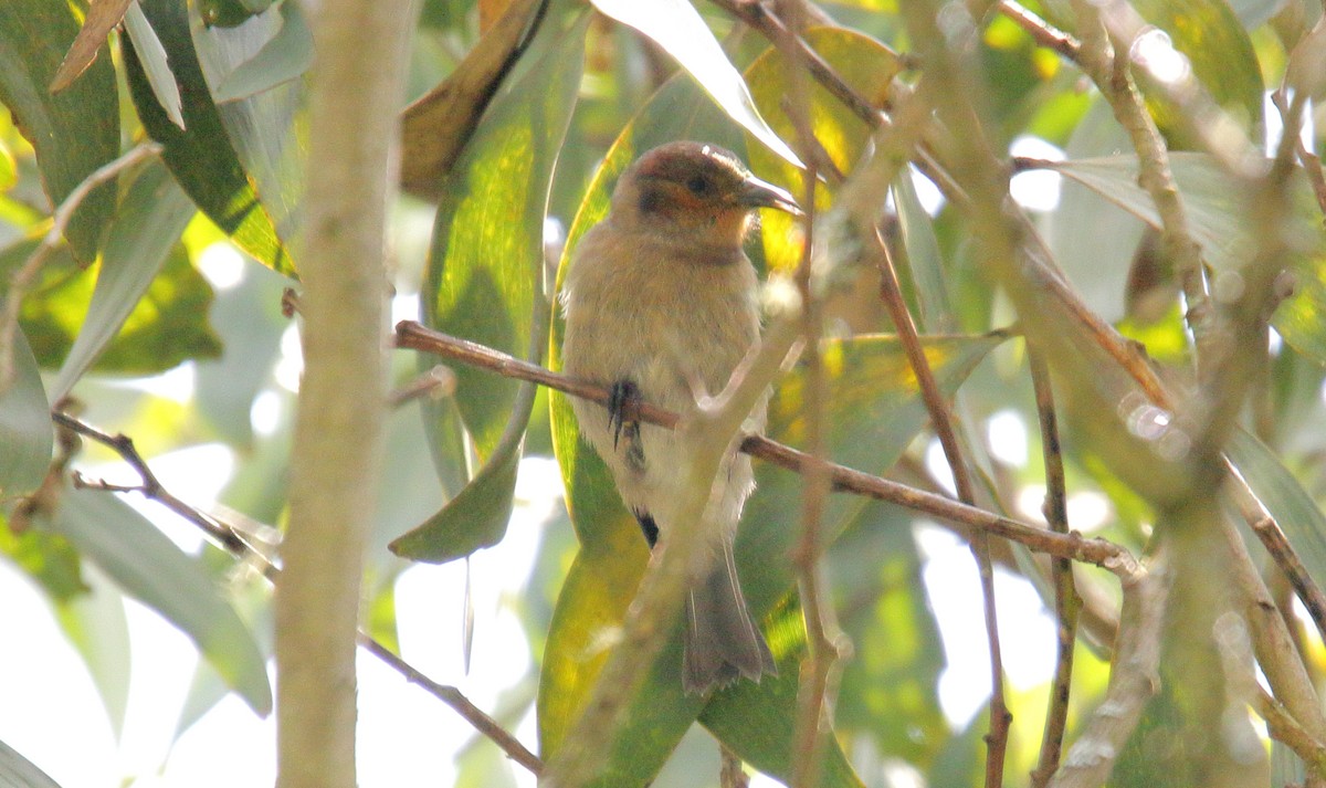 アカハワイミツスイ - ML647861735