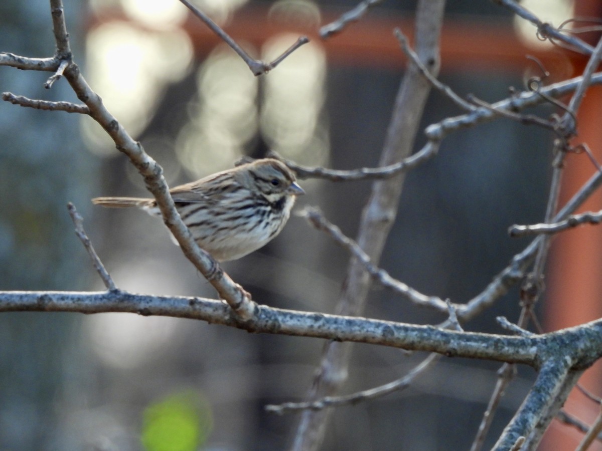 Song Sparrow - ML647861740