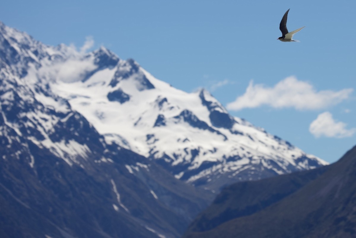 Крячок новозеландський - ML647861745