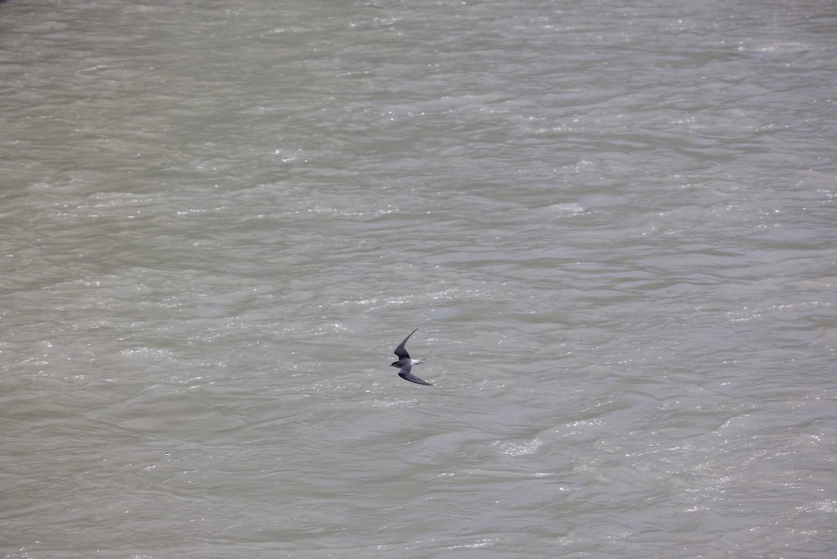 Крячок новозеландський - ML647861746