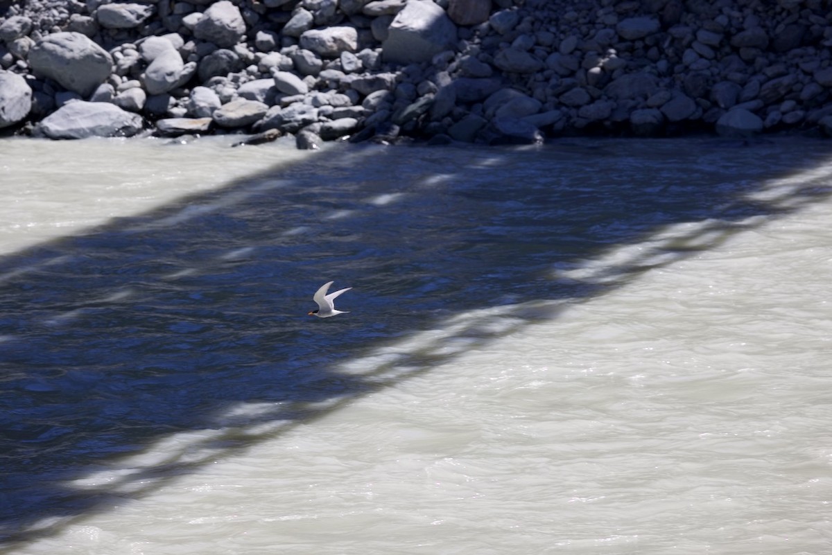 Крячок новозеландський - ML647861748