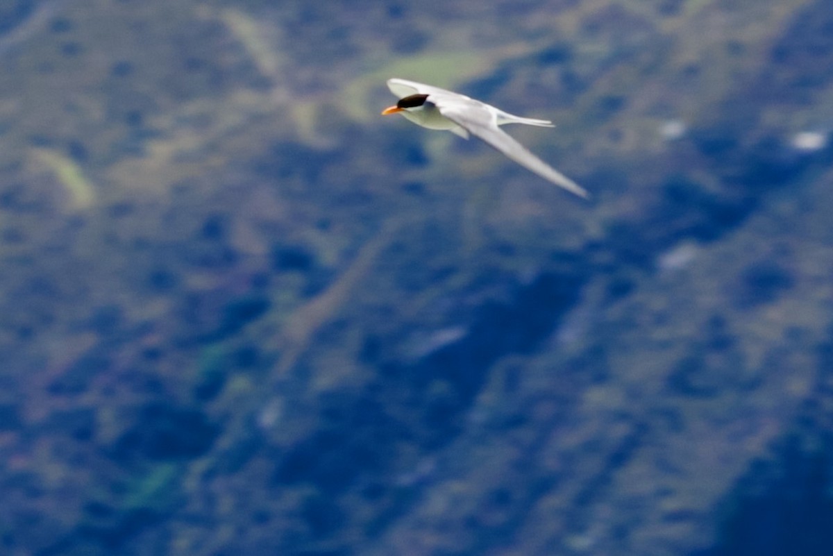 Крячок новозеландський - ML647861749