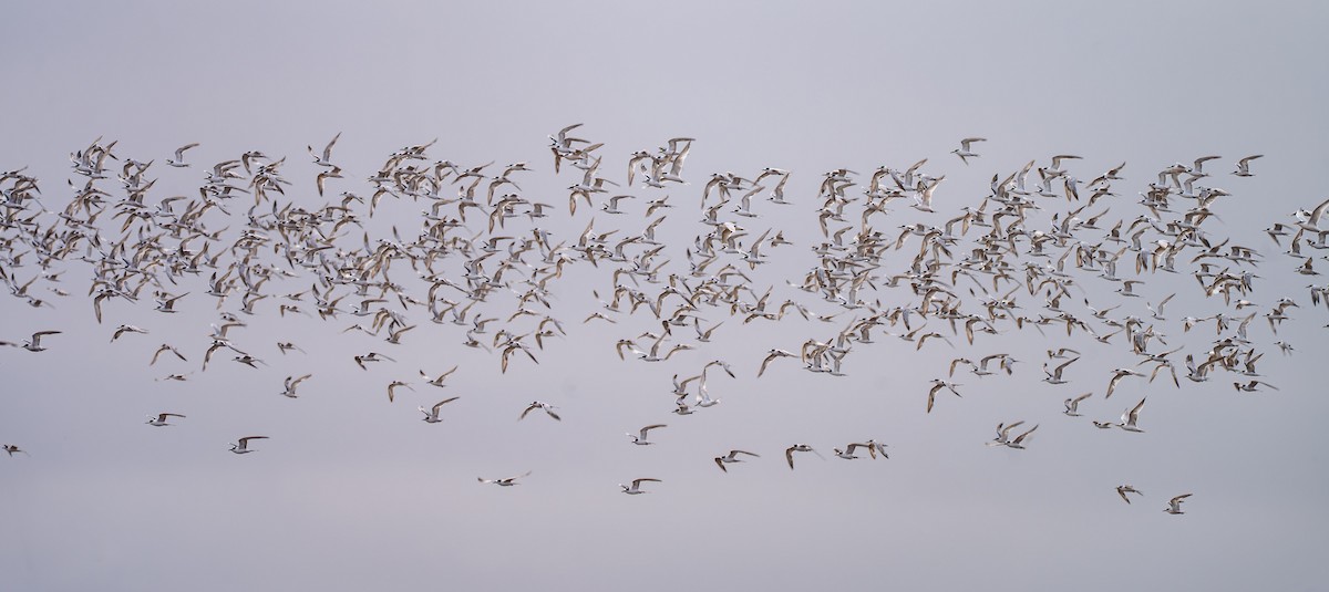 Common Tern - ML647861761
