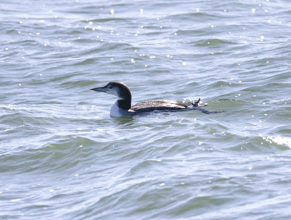 ハシグロアビ - ML647861770