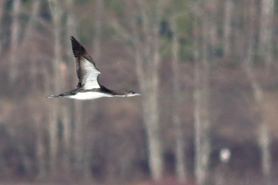 Pacific Loon - ML647861772