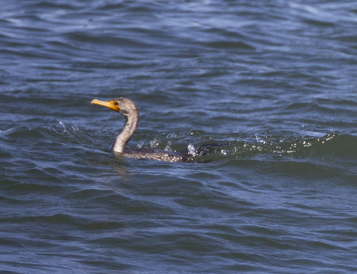 ミミヒメウ - ML647861782