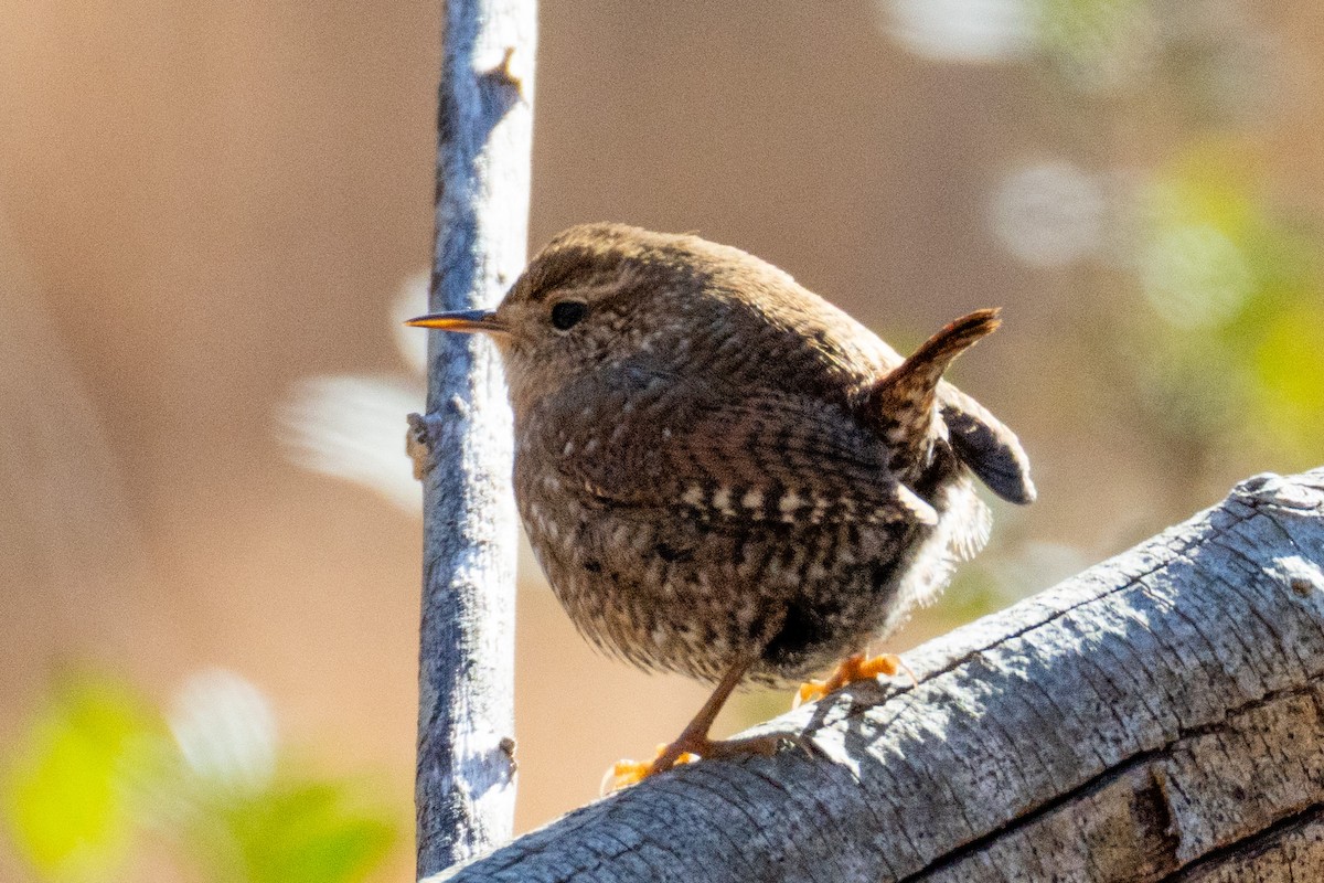 Winterzaunkönig - ML647861795