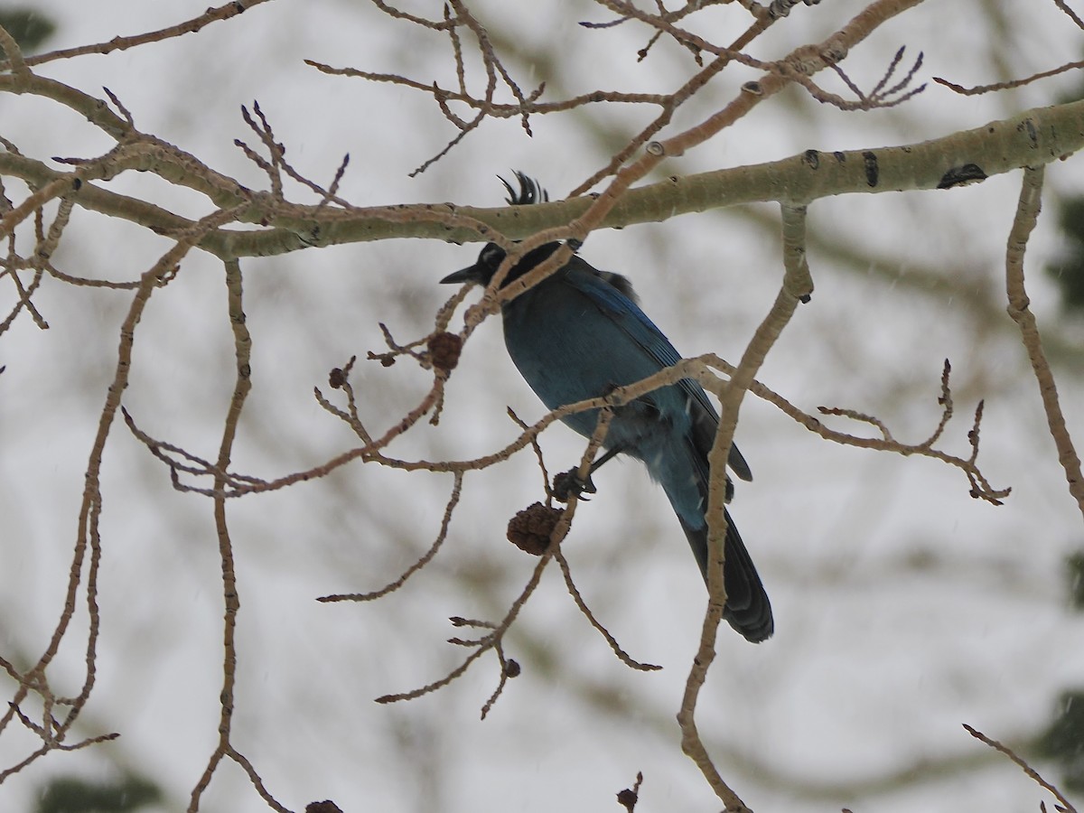 Steller's Jay - ML647861841