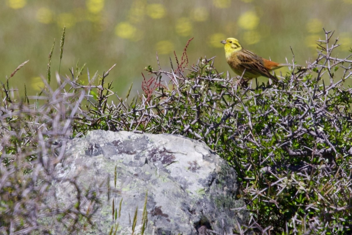 Вівсянка звичайна - ML647861847