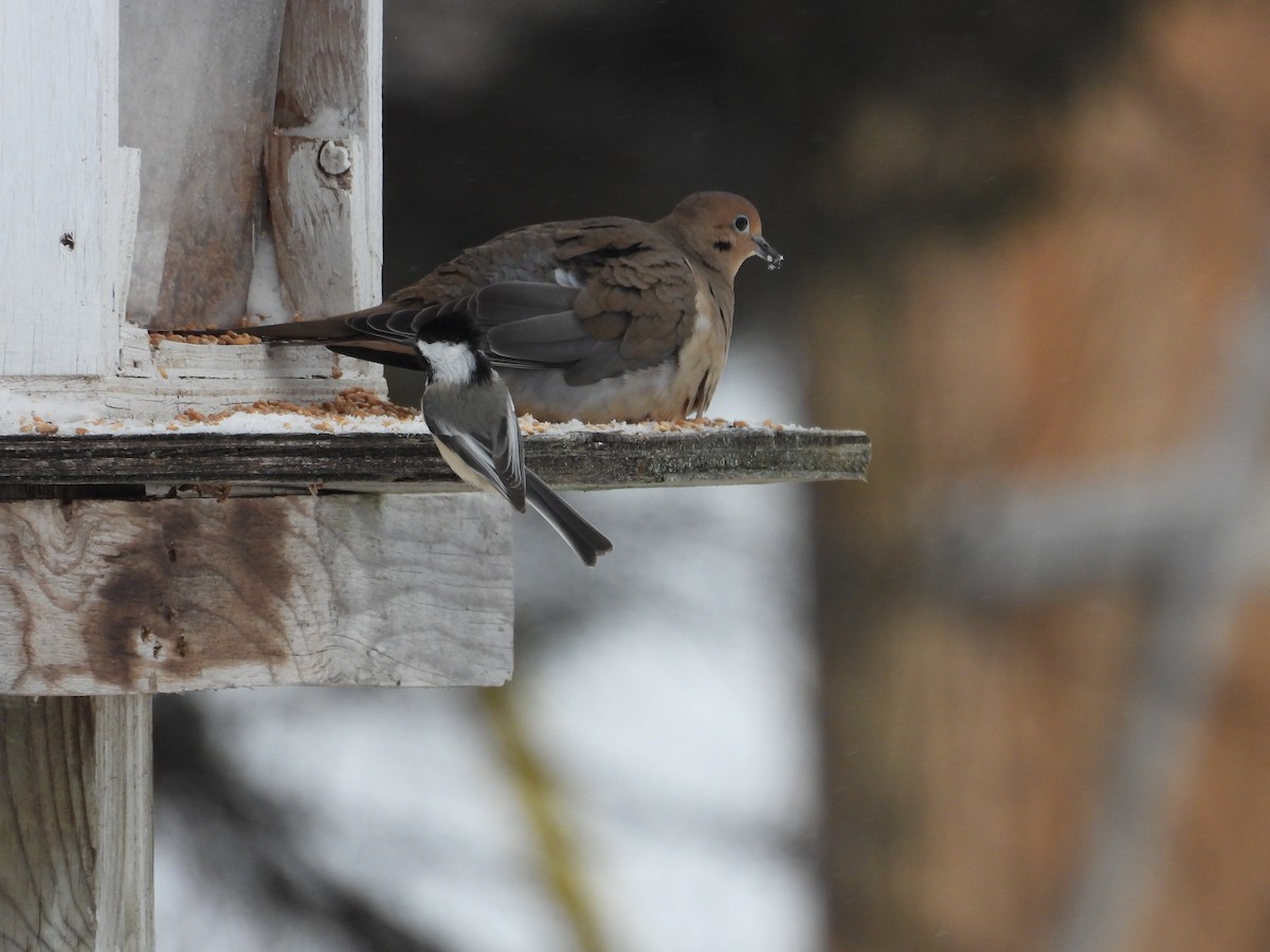 Черношапочная гаичка - ML647861897