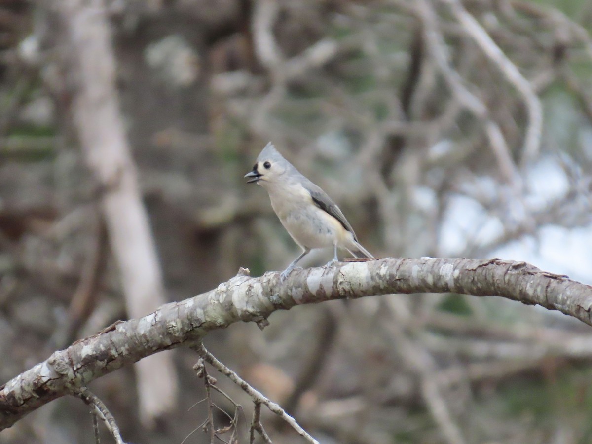 Американская гренадерка - ML647861899