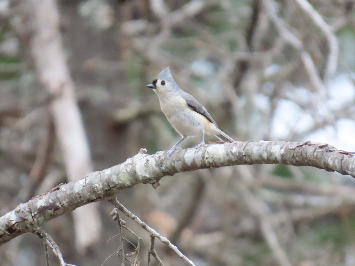 Американская гренадерка - ML647861900