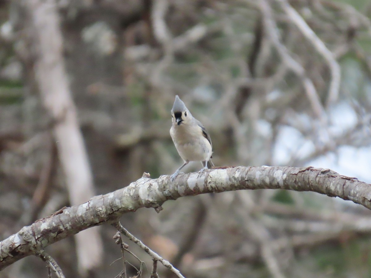 Американская гренадерка - ML647861901