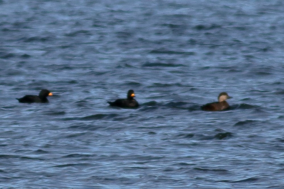 Американская синьга - ML647861902