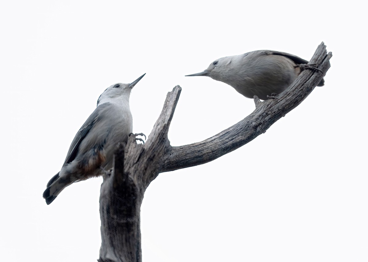 Каролинский поползень - ML647861903