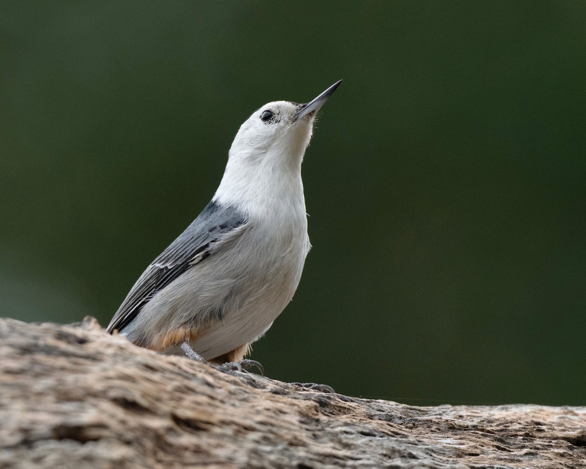 Каролинский поползень - ML647861904