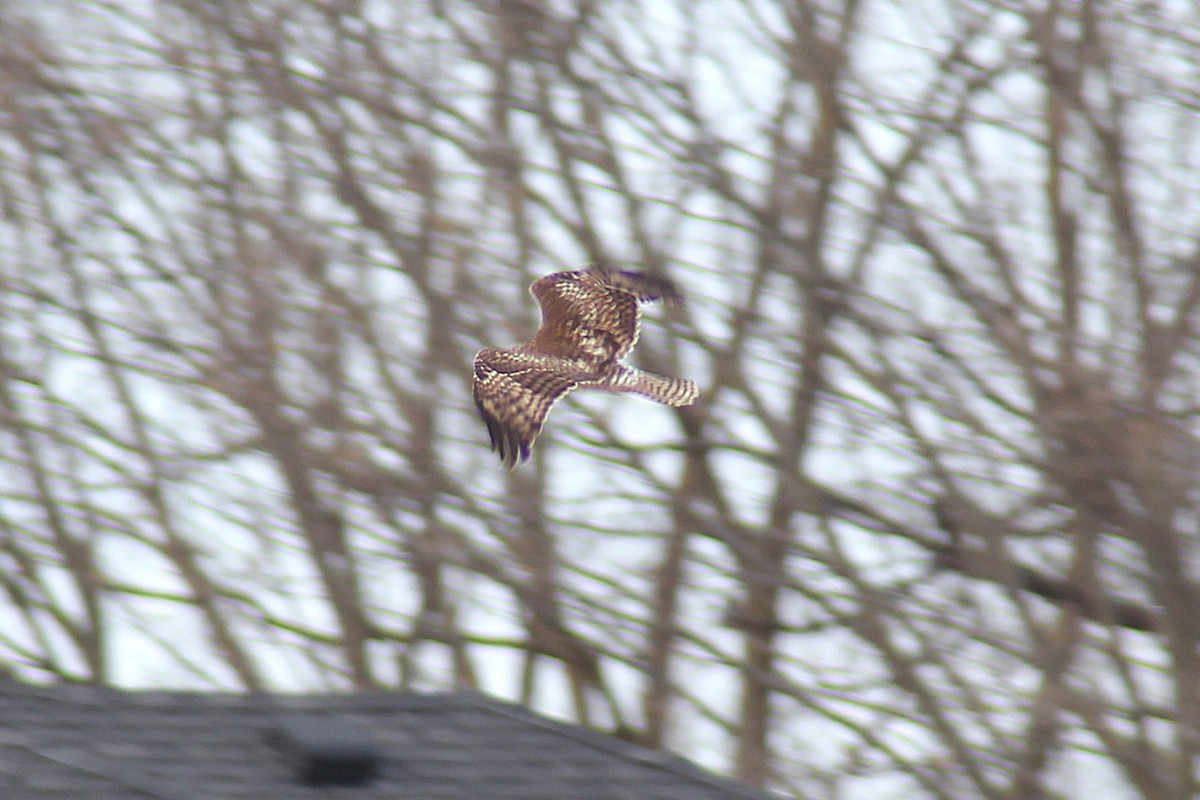 Краснохвостый канюк - ML647861905