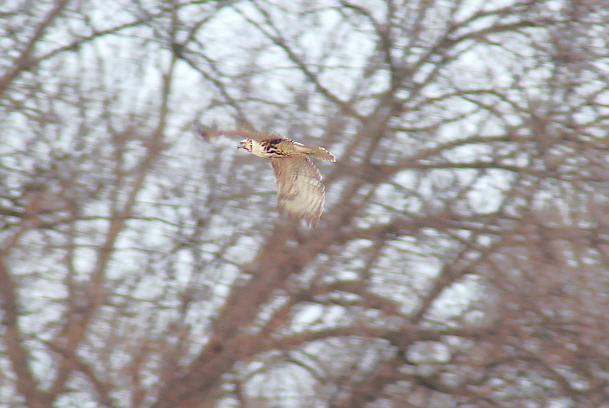 Краснохвостый канюк - ML647861906