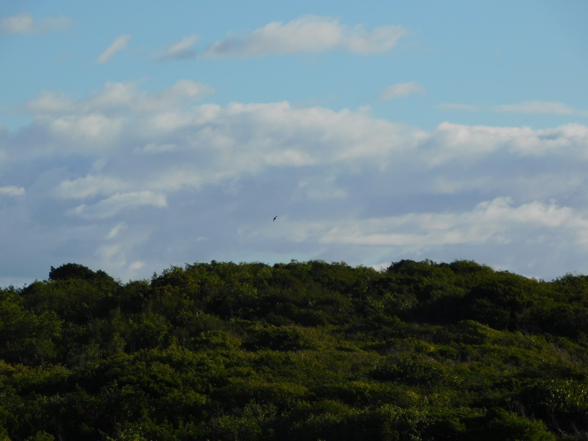 Великолепный фрегат - ML647861907