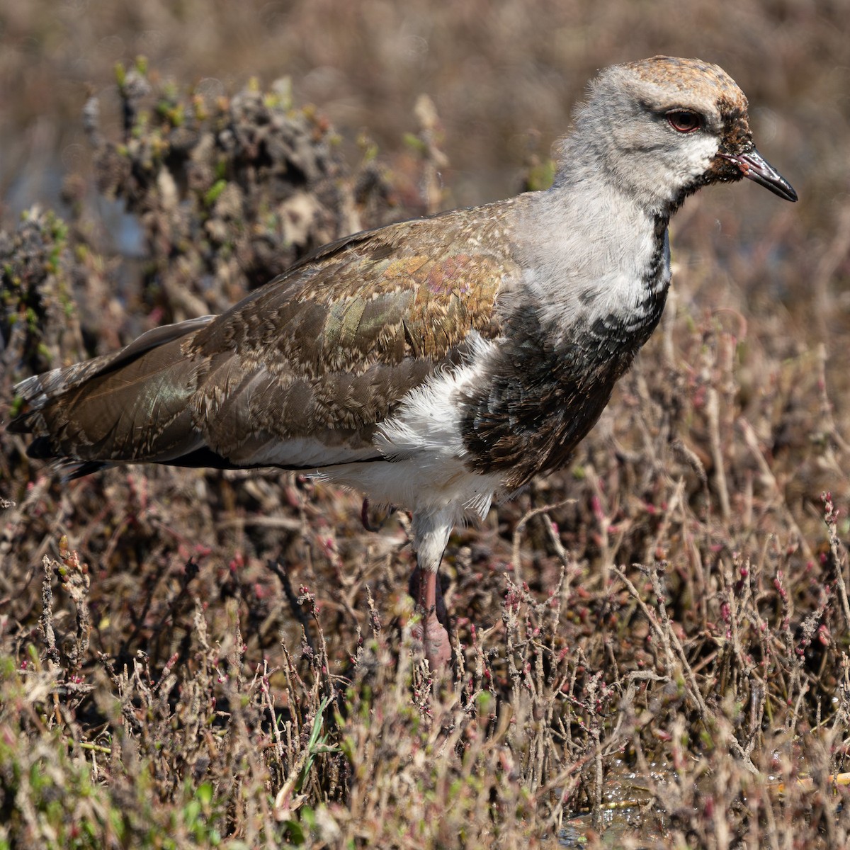 Кайеннский чибис - ML647861909