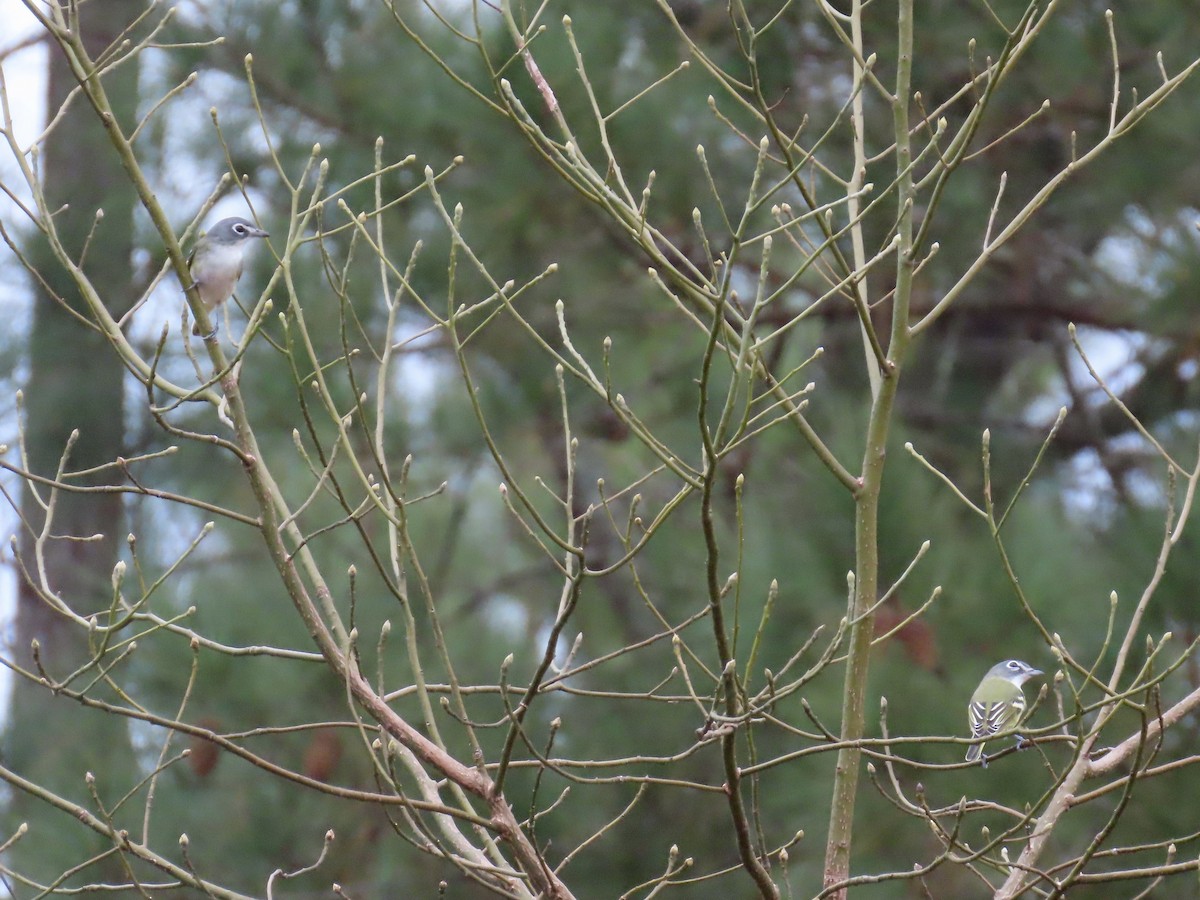 Сероголовый виреон - ML647861910