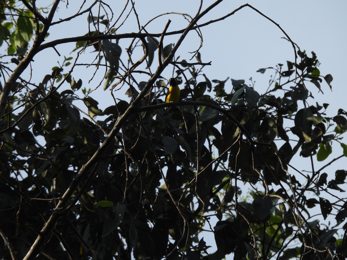 West Mexican Euphonia - ML647861914