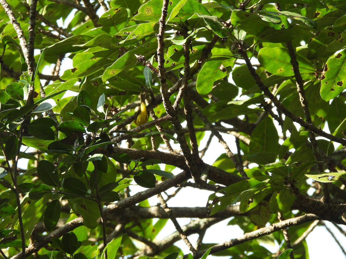 West Mexican Euphonia - ML647861915