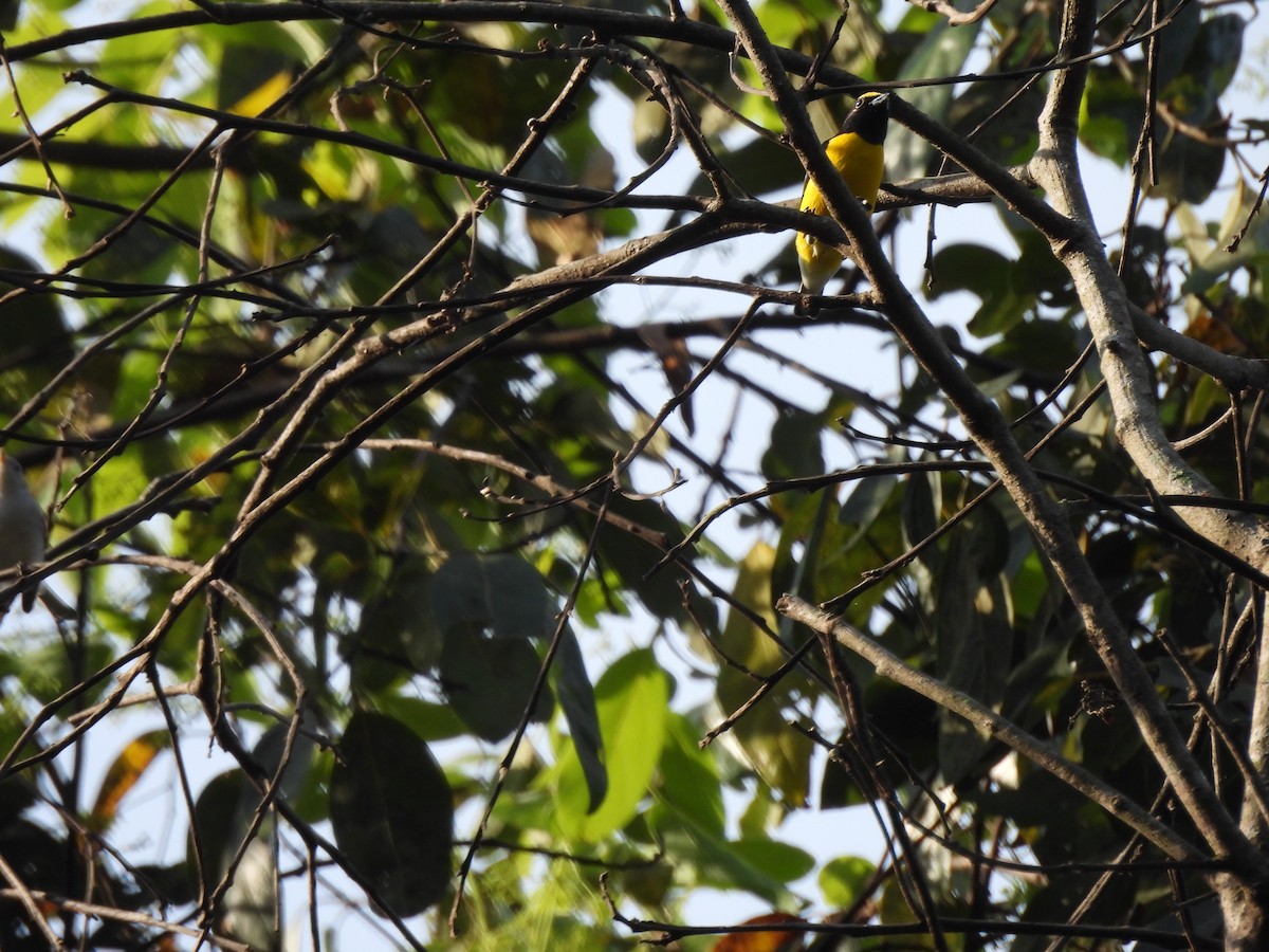 West Mexican Euphonia - ML647861916