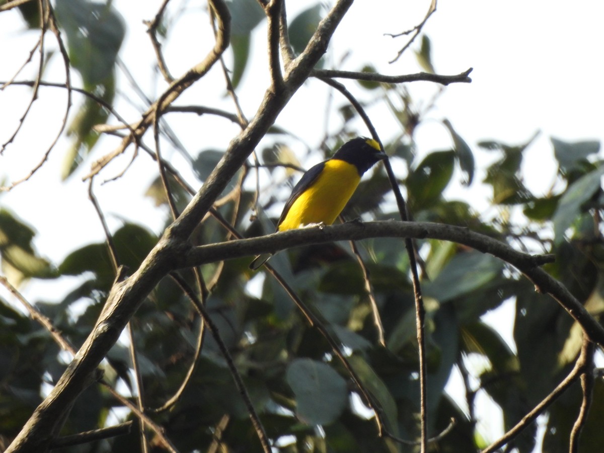 West Mexican Euphonia - ML647861917