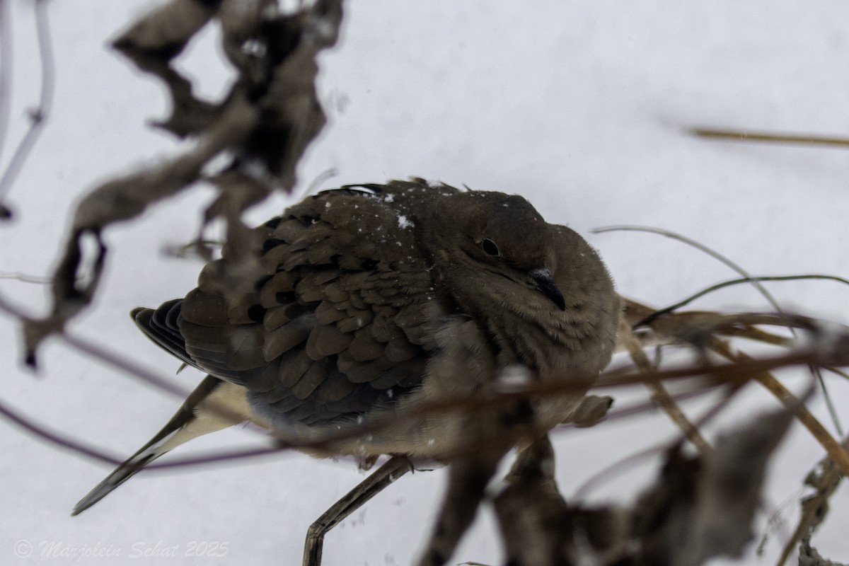 Плачущая горлица - ML647861918