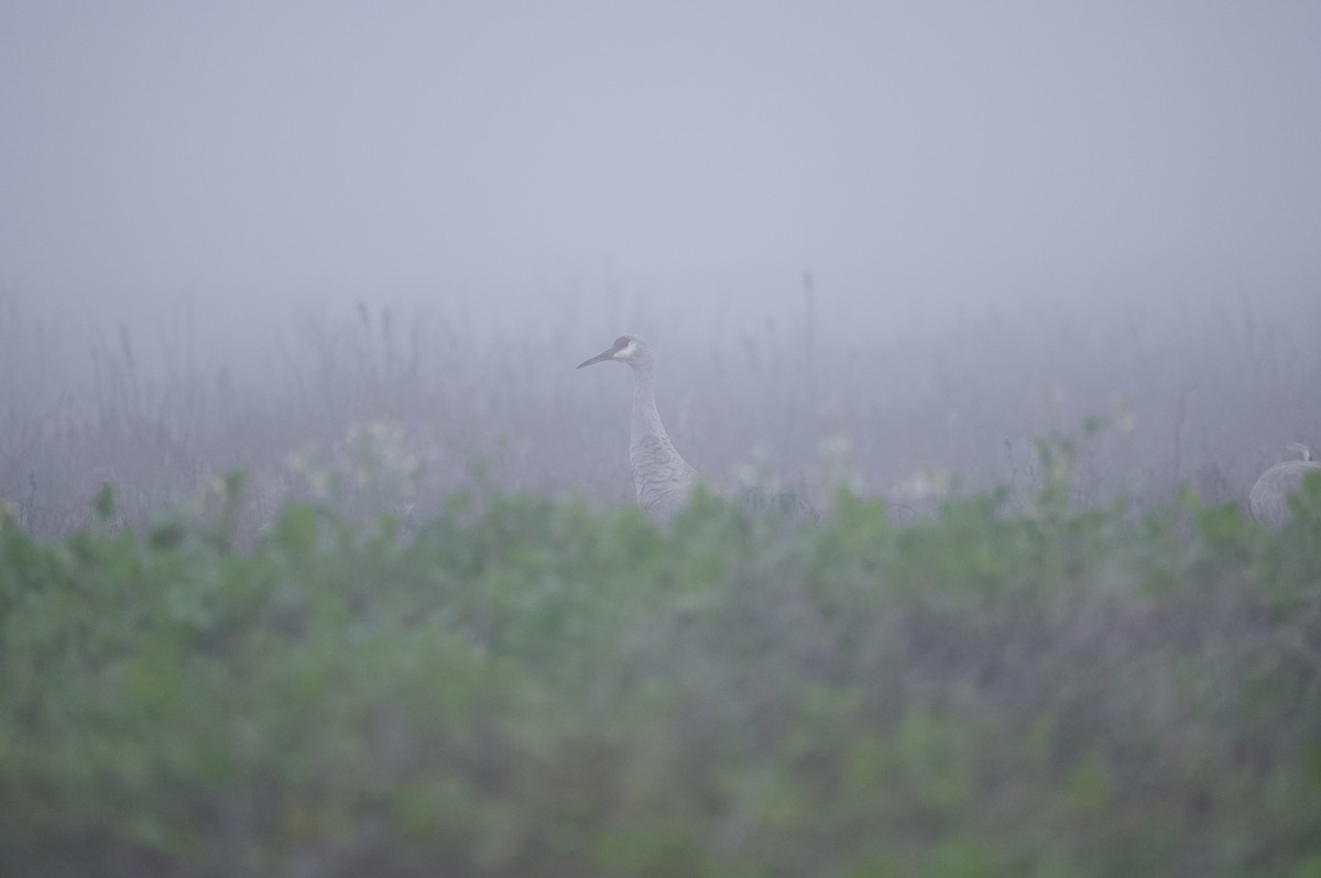 Канадский журавль - ML647861919