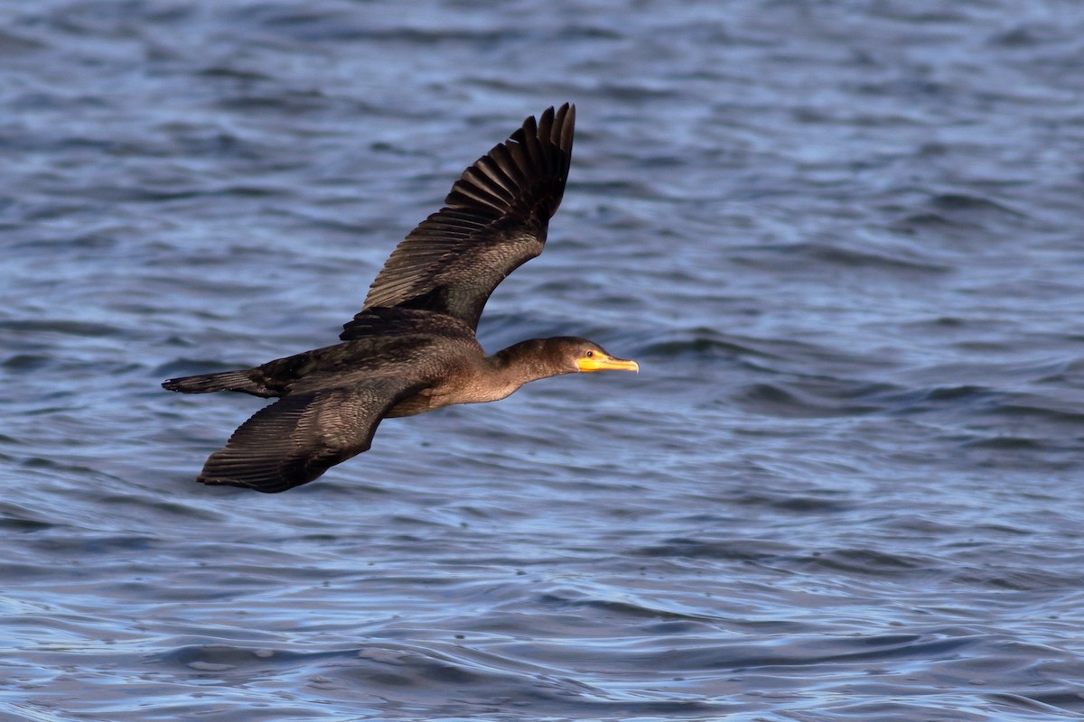 Ушастый баклан - ML647861924