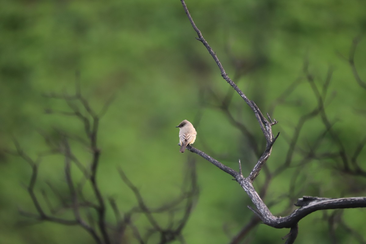 Рыжебрюхий фиби - ML647861927