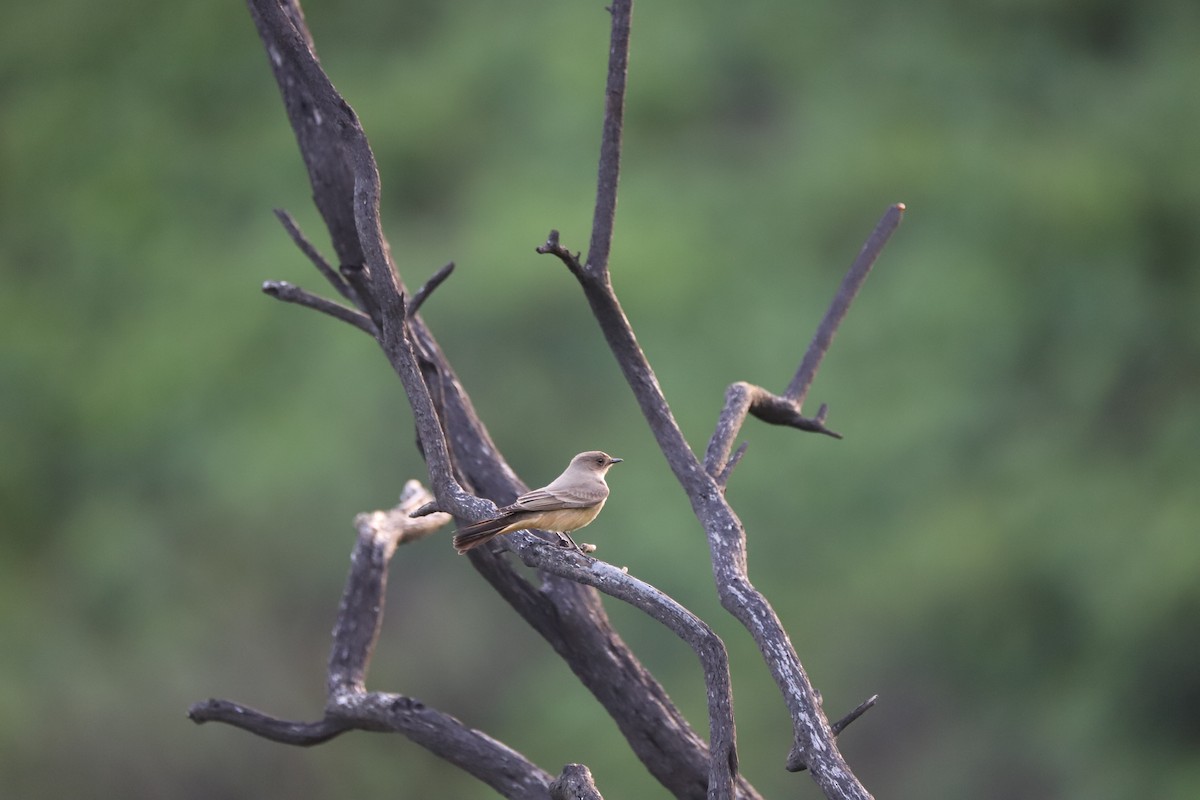 Рыжебрюхий фиби - ML647861928